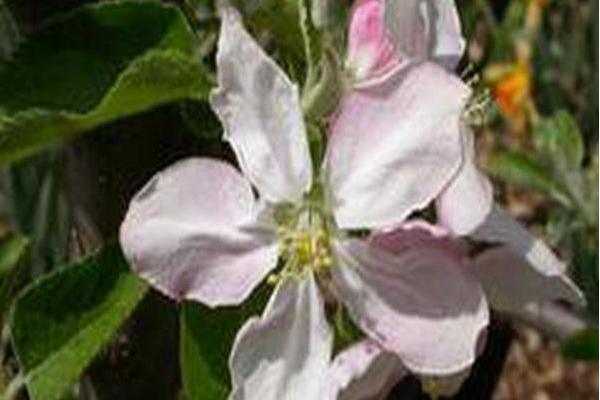 Malus pumila \x27Lonacre\x27 STARKSPUR ARKANSAS BLACK