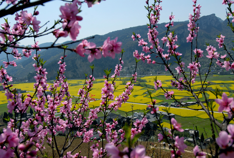 雙沙菜花節