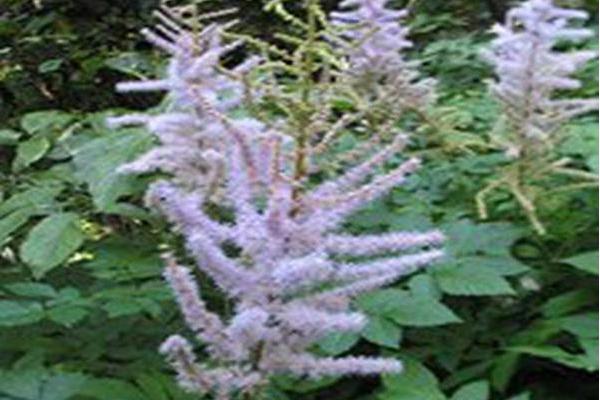 Astilbe chinensis var. davidii