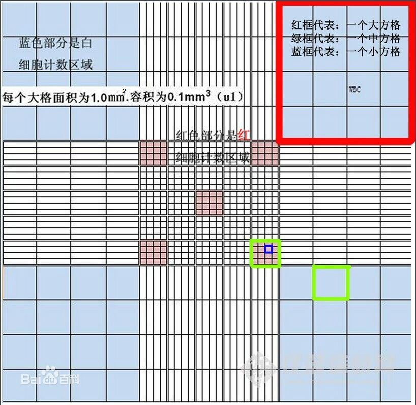 血球計數板