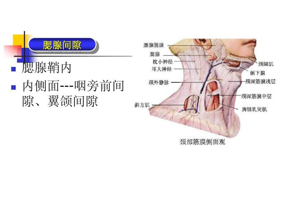 腮腺鞘