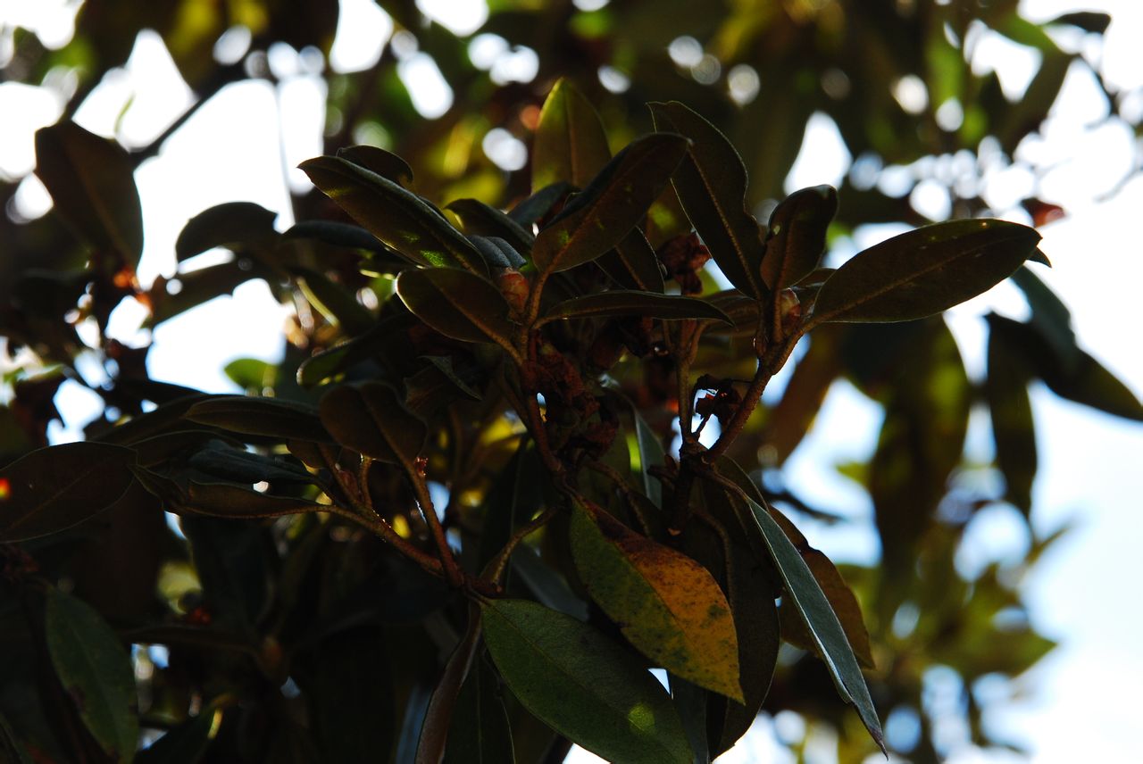 紅棕杜鵑(茶花葉杜鵑)