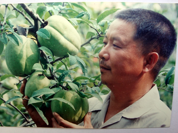 觀察木瓜長勢