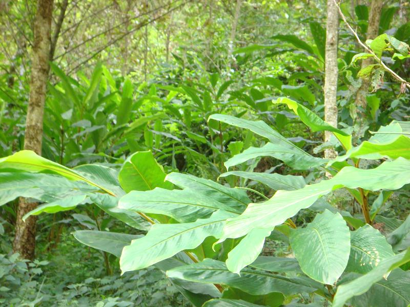 野草果