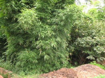 黃家酒房村竹園