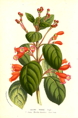 Kohleria trianae