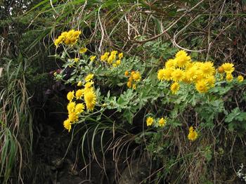 阿里山油菊