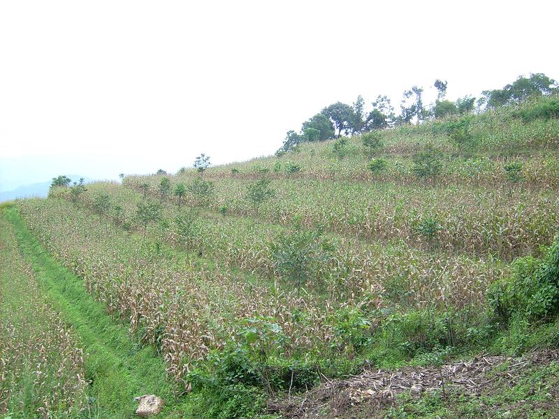 架媽佐村