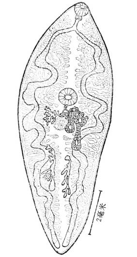 泡囊狸殖吸蟲