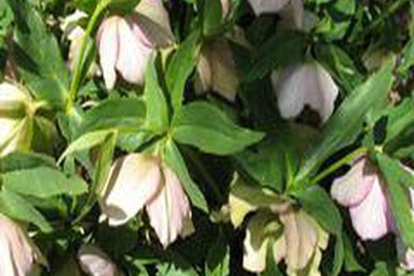 Helleborus × hybridus \x27Pink Lady\x27