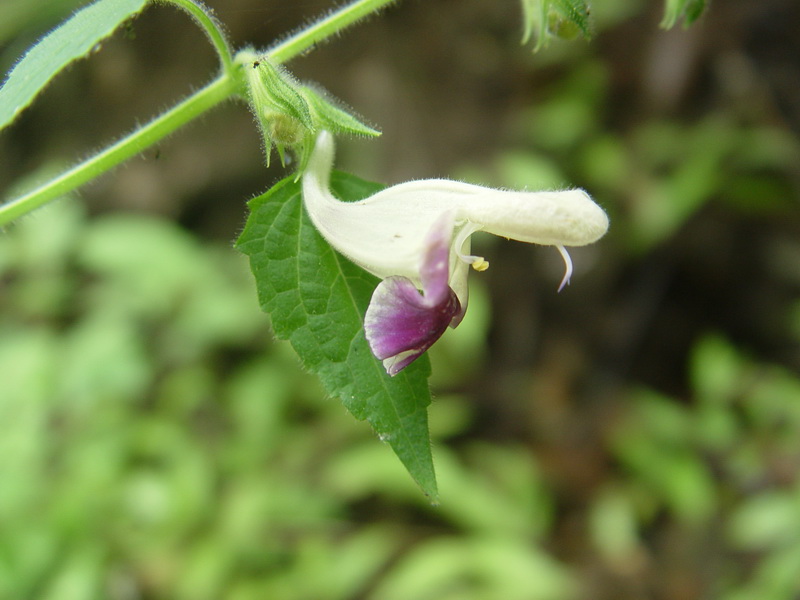 窄萼鳳仙花(圖1)