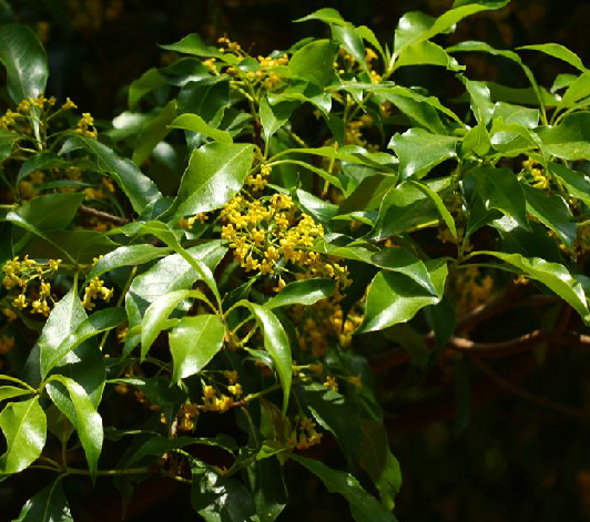 山桂花(中藥材)