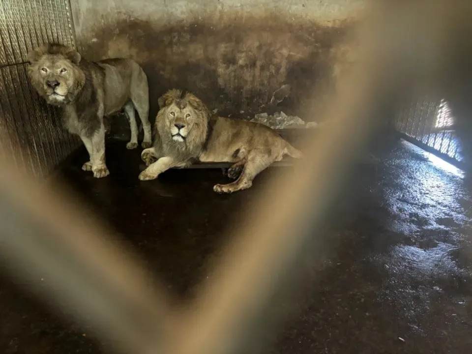 阜陽野生動物園動物非正常死亡事件