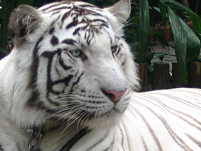 廣州香江野生動物園