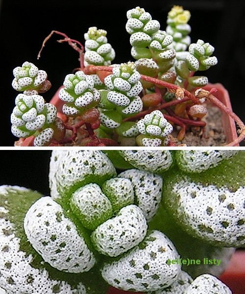 Crassula corallina（白妙）