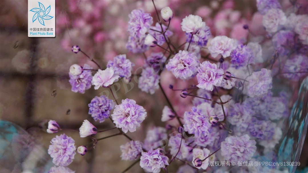 圓錐石頭花