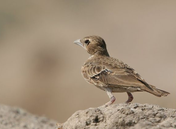 灰頂雀百靈(雌鳥)