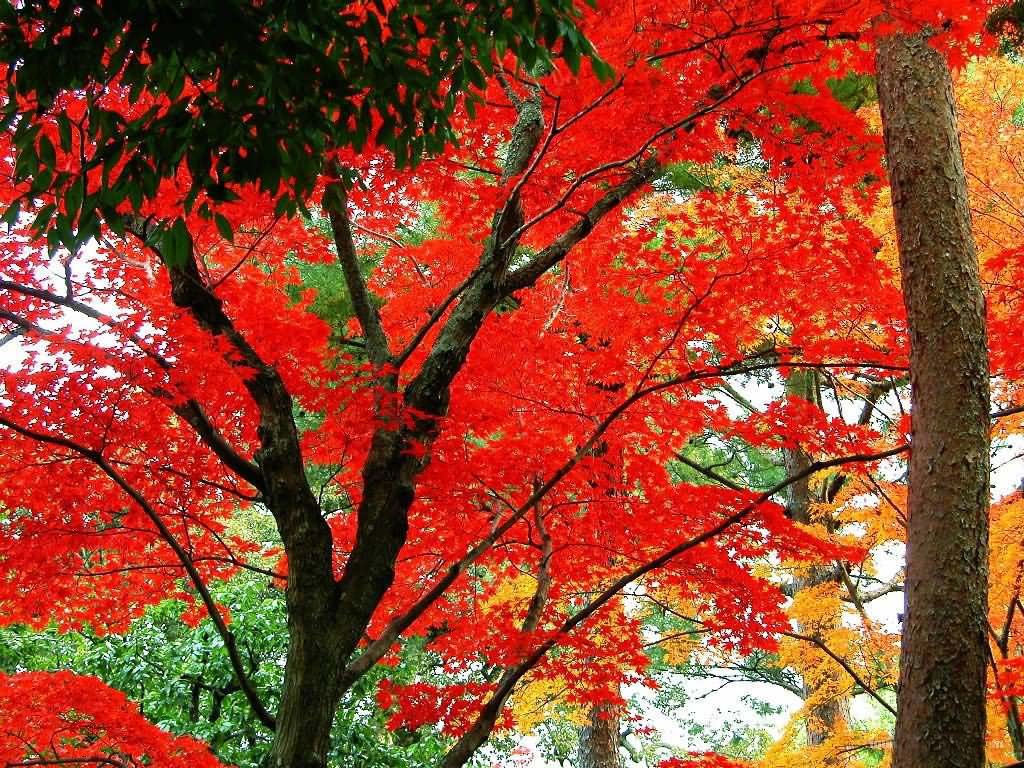 美麗的香山紅葉