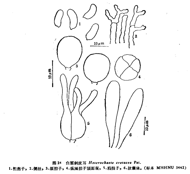 刺皮耳屬