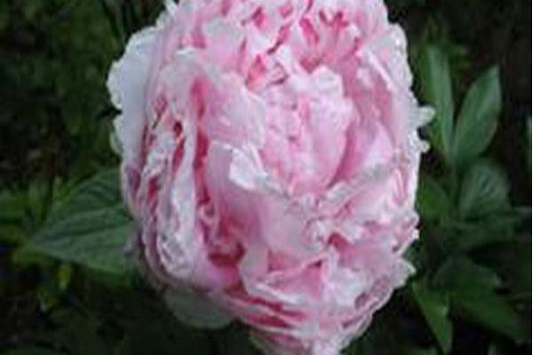 Paeonia lactiflora \x27Raspberry Sundae\x27