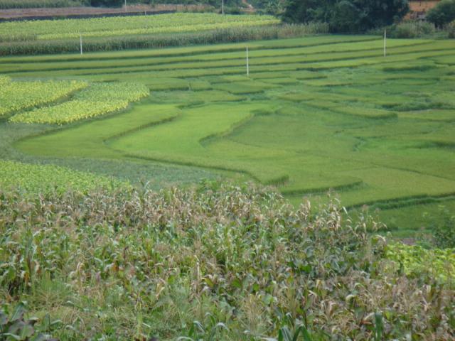 新馬店村