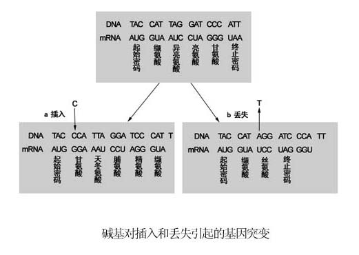 移碼突變範例