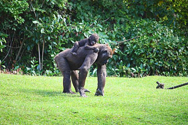 伯爾尼國立動物園