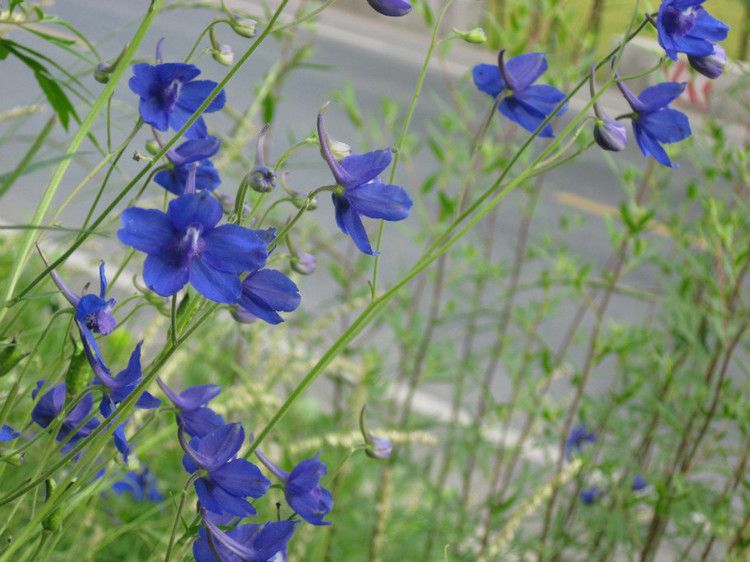 擬藍翠雀花