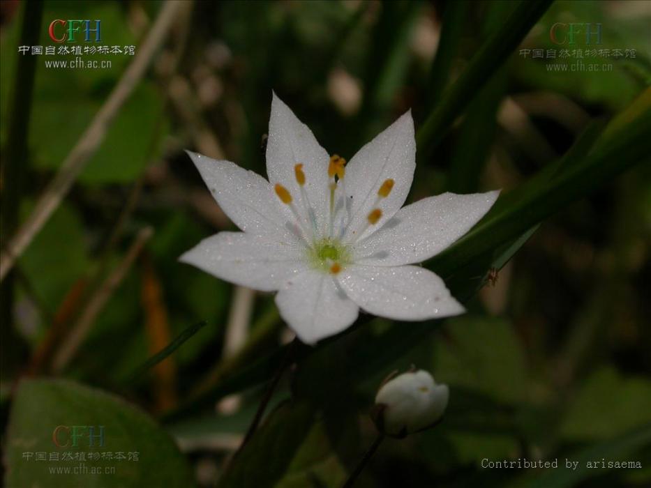 七瓣蓮(報春花科七瓣蓮屬的植物)