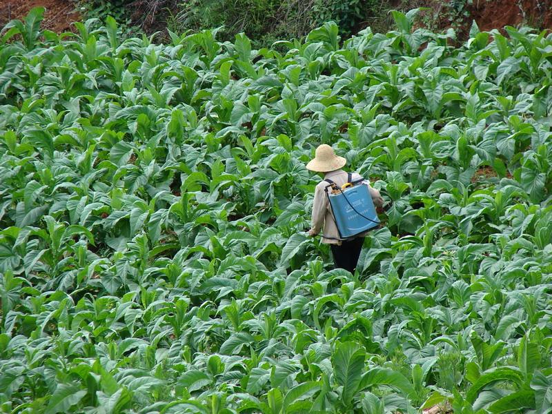 烤菸種植