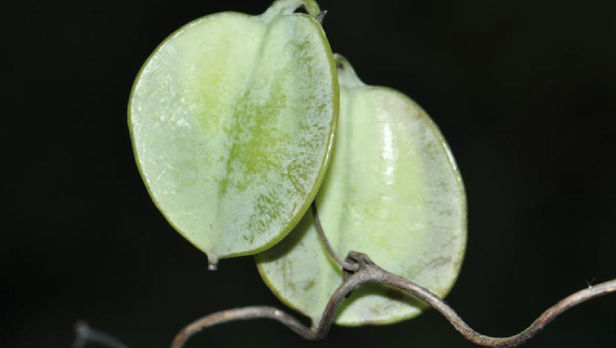 小花盾葉薯蕷