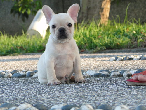 奶油犬