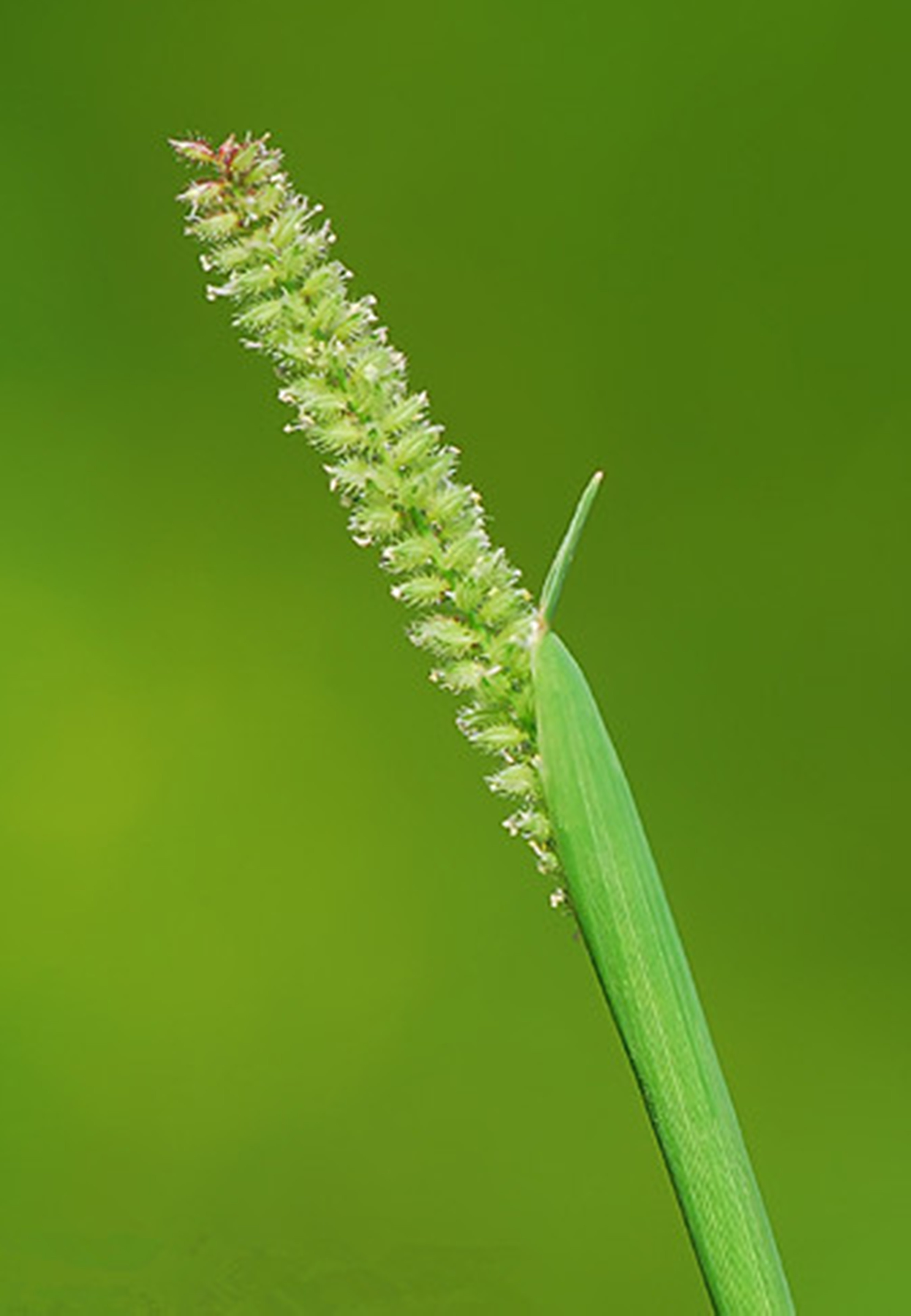 鋒芒草