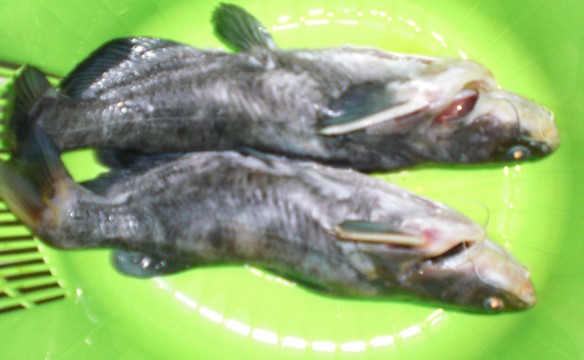 野生昂刺魚蘿蔔豆腐湯