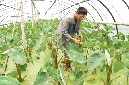 牆頭鎮嶺下村