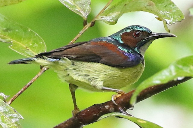 灰喉食蜜鳥