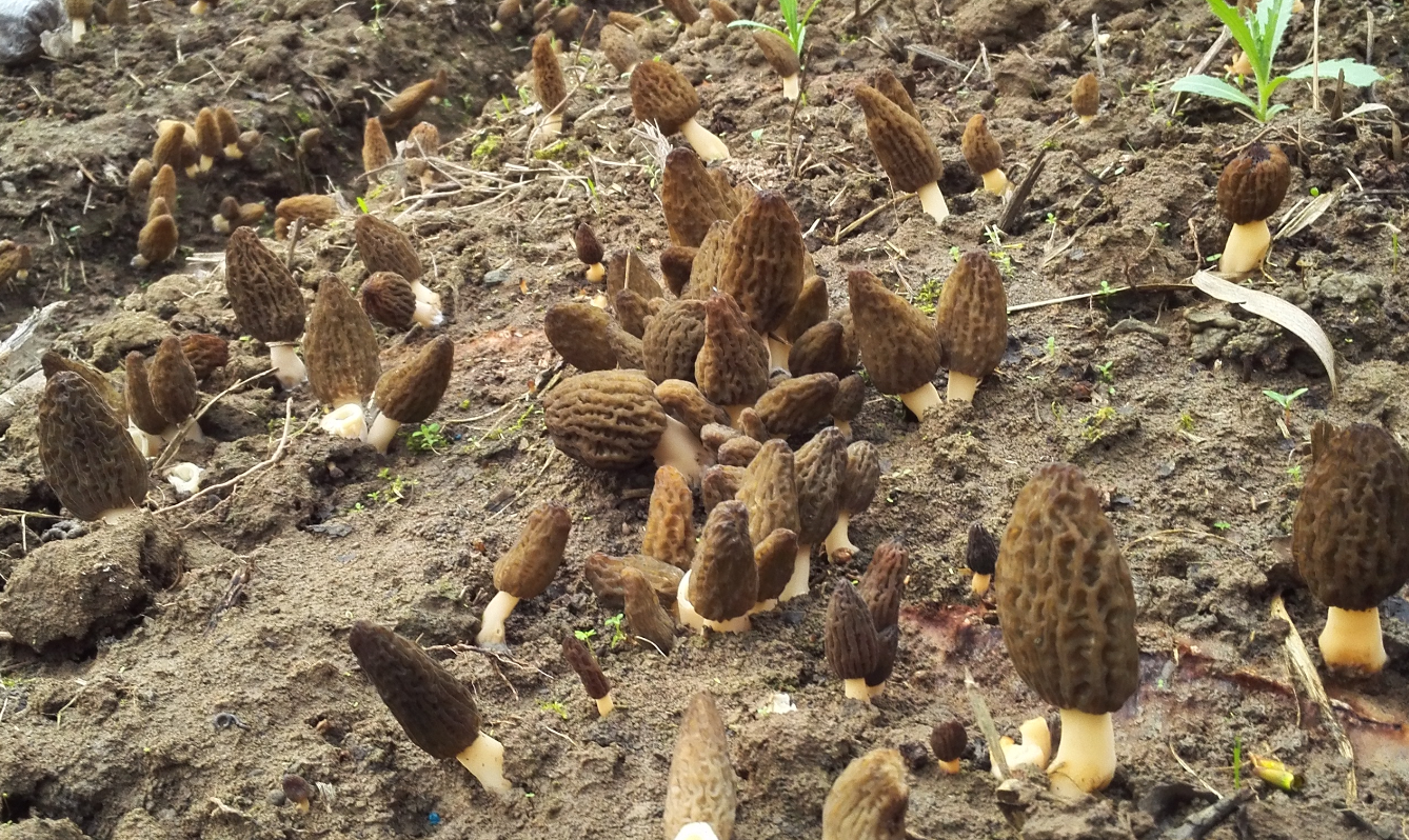 人工種植的梯棱羊肚菌（劉偉 2015拍攝）