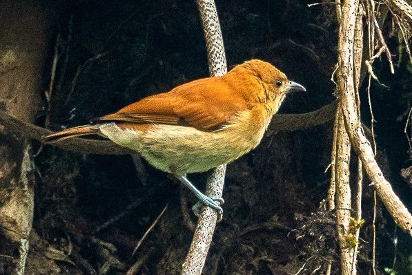 桂紅繡眼鳥