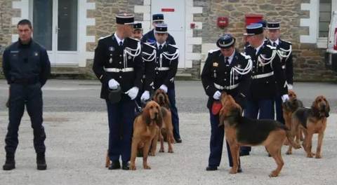 尋血獵犬(尋血犬)