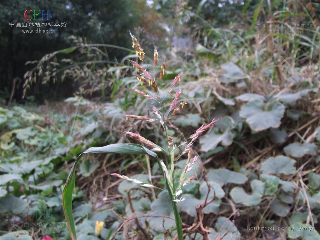 生長在河流附近