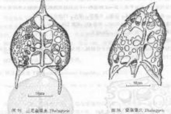 三足盔籃蟲