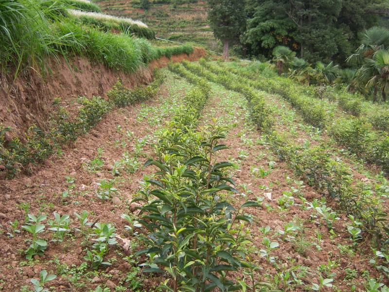 茶葉產業