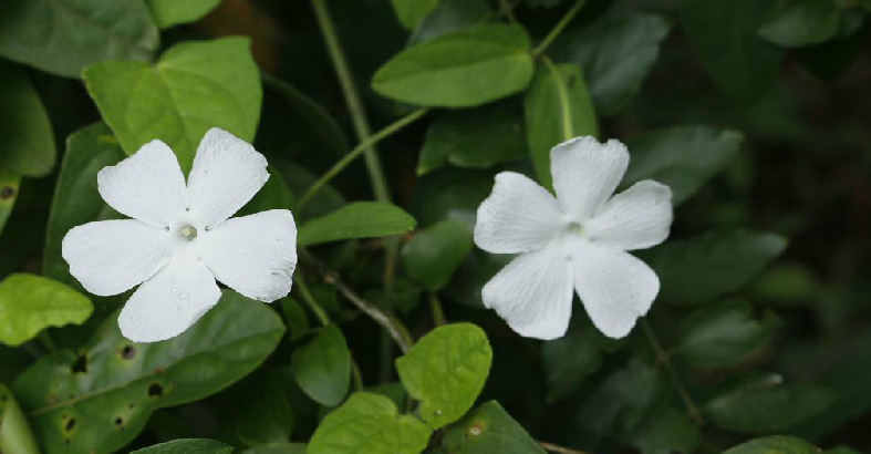 碗花草根