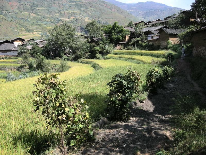 黃家灣自然村(蓮峰鎮大盪村村民委員會下轄自然村)