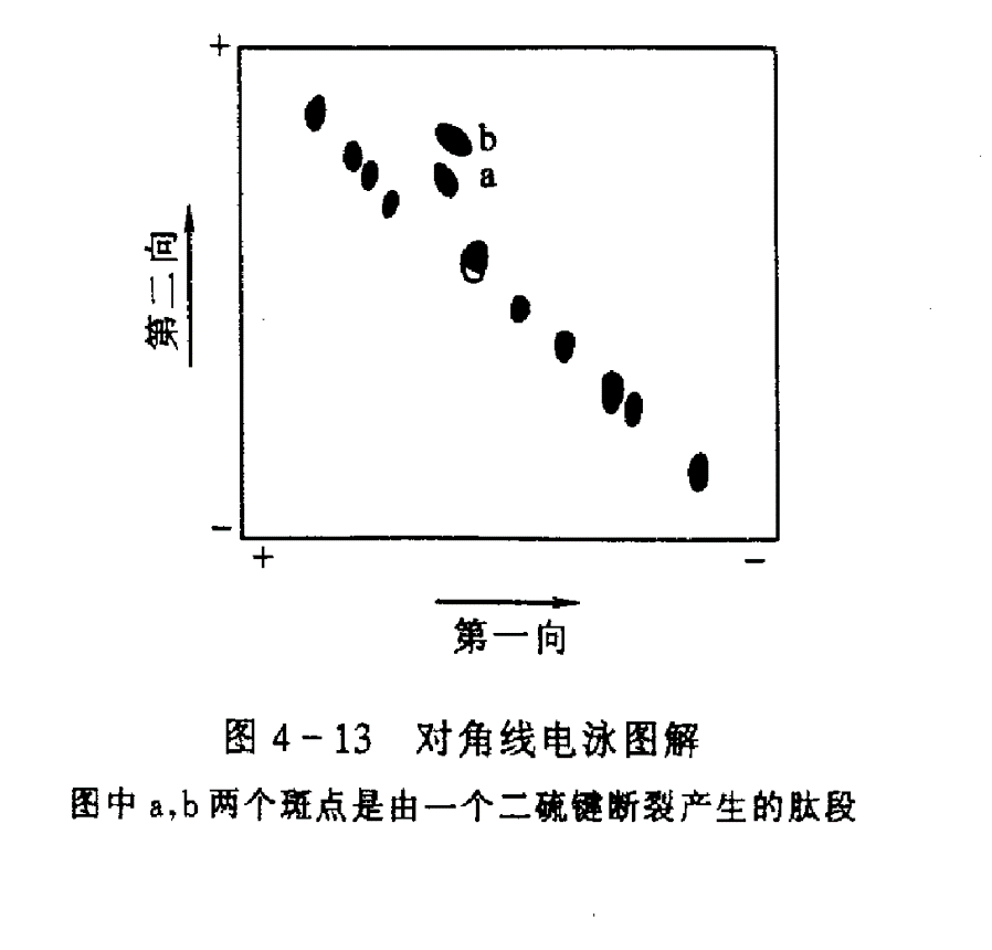 對角線電泳