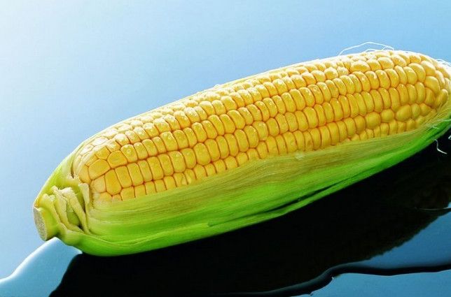 優質蛋白玉米
