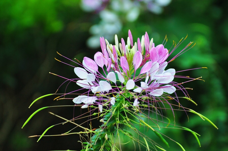 蝶醉花