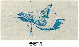 鳾屬