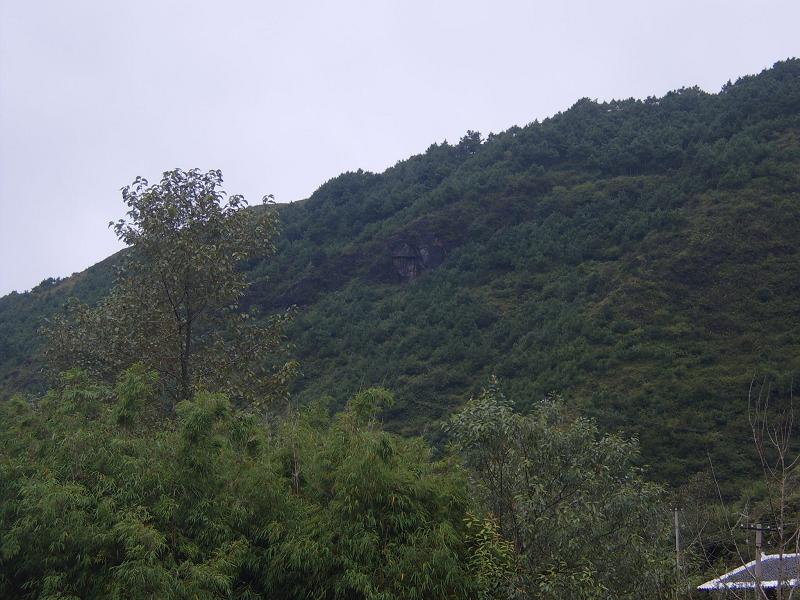 大岩洞村生態林