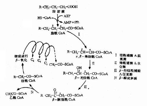 脂肪酸氧化